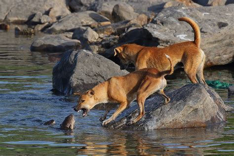 How Are Feral Dogs Endangering Indian Wildlife? | Nature inFocus
