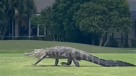 Image result for How Fast Is a Gator