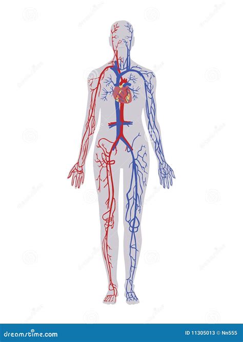 Image result for Human Circulatory System Animation