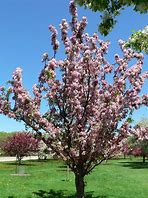 Image result for Crabapple