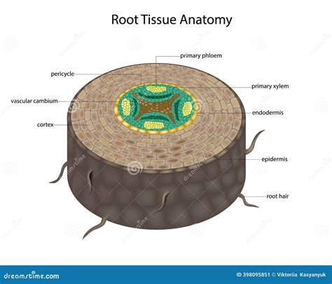 Root Tissue Anatomy With Xylem, Phloem, And Epidermis. Labeled Diagram Of Dicot Root Tissue ...