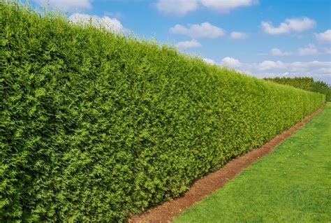 6 Fastest Growing Hedges For The Garden | Horticulture.co.uk