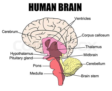 Image result for Brain Cells Reprogramming