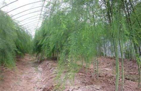 种植芦笋可以采收几次，附种植成本与利润 - 农敢网