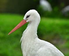 Image result for storkbird