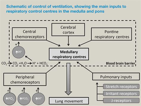 Respiration: control of ventilation - Anaesthesia & Intensive Care Medicine