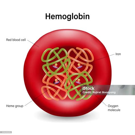 Image result for Normal Hemoglobin Structure