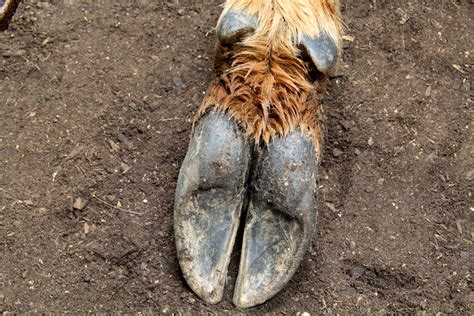 Image result for Python Attacks Deer