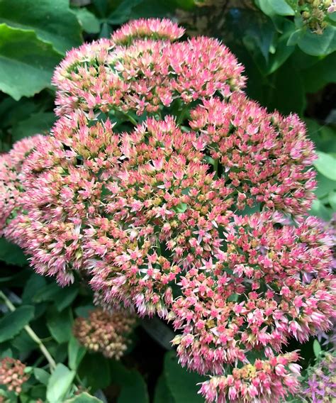 Sedum x 'Autumn Fire' – Fieldstone Gardens Inc