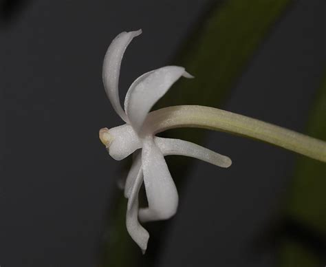 Vanda falcata subsp. richardsiana (Christenson) Motes | Plants of the ...