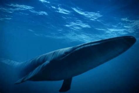 蓝鲸濒临灭绝了吗 蓝鲸为什么会濒临灭绝_法库传媒网