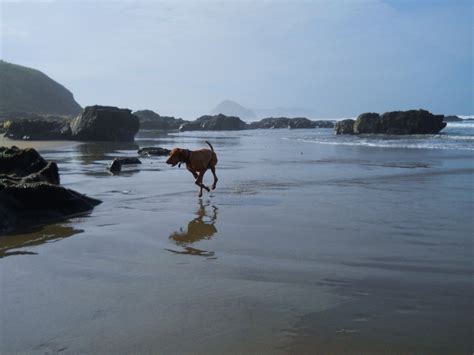 redbirddog - a hungarian pointer (vizsla) blog: Hidden Treasure -"Dog ...