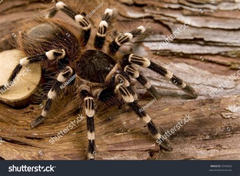 Giant White Knee Tarantula