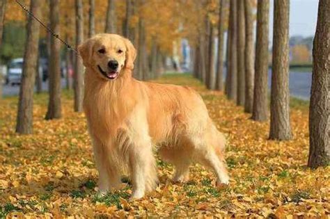 有一只品相特别好的金毛犬是什么体验？ - 知乎