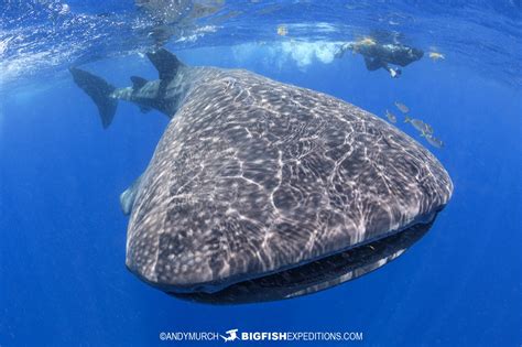 Whale-Shark-Snorkeling-2023-001 | Big Fish Expeditions
