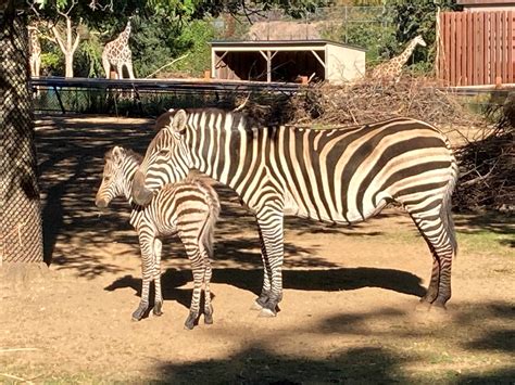Como Welcomes Baby Zebra! - Como Zoo Conservatory