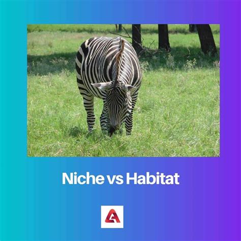 Niche vs Habitat: Difference and Comparison