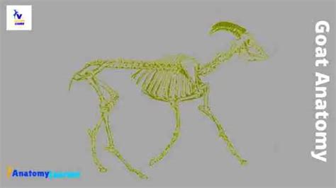 Goat Digestive System Diagram / The Goat Digestive System The Kebun - | Img Karisa