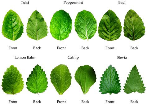 The Classification of Medicinal Plant Leaves Based on Multispectral and Texture Feature Using ...