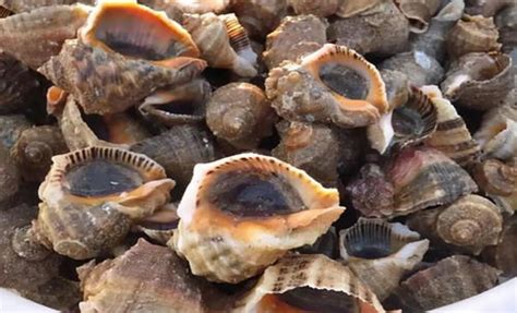 海螺里的珠子叫什么,泰国司机海螺里吃出龙珠，这种珠子有多珍贵？-百答号