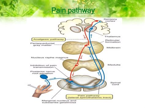Mechanism of pain | Analgesic system | Pain Physiology | PPTX