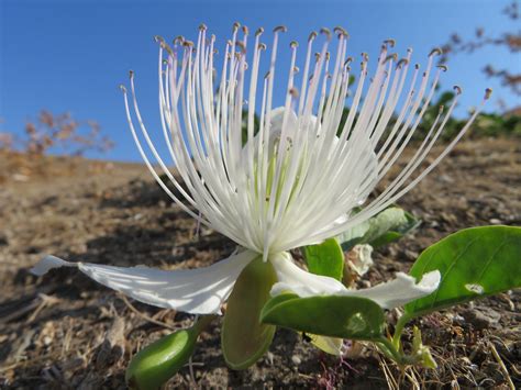 Capparis spinosa L. Каперсы колючие — Planta Medica