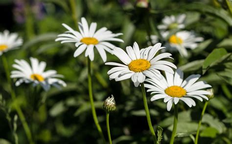Free photo: White Daisy Flower - Blooming, Garden, Season - Free ...