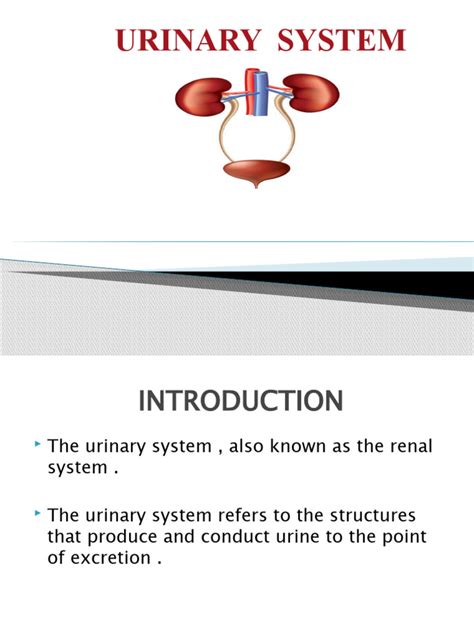 Image result for Urinary System.pdf