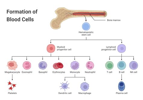 Image result for Blood Cells Structure and Function