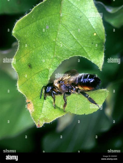 Leaf-cutter Bee - Megachile centucularis Stock Photo - Alamy