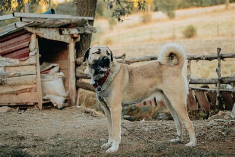 Armenian Gampr Vs Kangal: Understanding These Mighty Dog Breeds