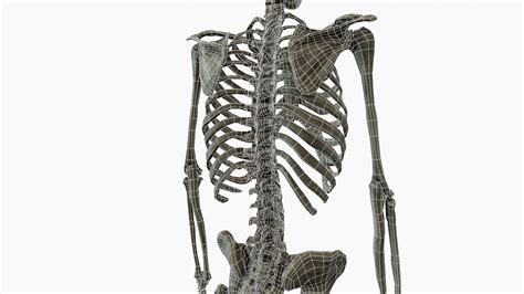 Image result for Model of Skeleton