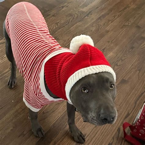 Pin su Shark ♡ | Billie