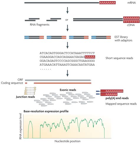 RNA Sequencing Method 的图像结果