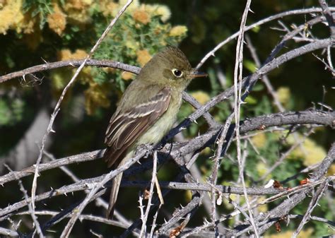 Pacific-slope Flycatchers in Borrego Springs - Greg in San Diego