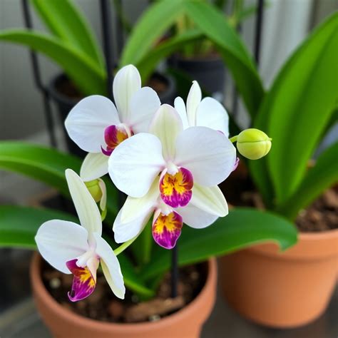 Phalaenopsis: The Ultimate Guide to Moth Orchids