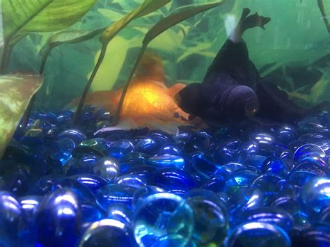 Image result for Fish Tank Substrate