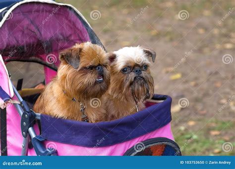 Griffon Brussels Petit Brabancon Dog Stock Photography | CartoonDealer ...