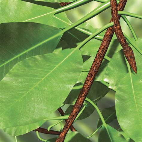 Buy Biovideo: Introduction to Photosynthesis DVD Online at Low Prices ...