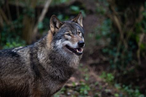 Grey Wolf Habitat