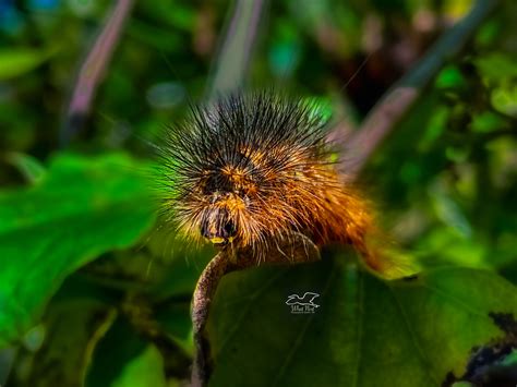 Woolly Bears are Fuzzy, Beautiful, Fuzzy Caterpillars – What Next Photography & Graphic Arts