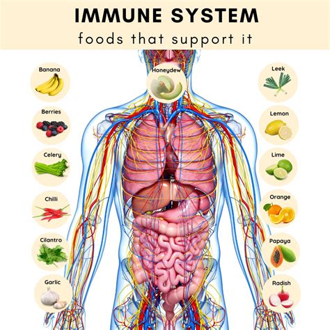 Best Foods To Juice To Support Lymphatic System - Kuvings Australia