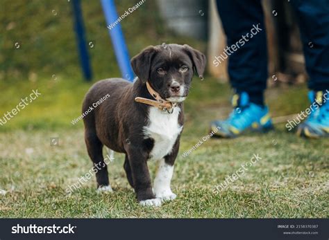232 Labrador & Australian Shepherd Mix Images, Stock Photos & Vectors ...