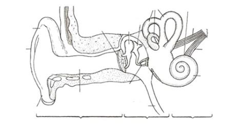 Peripheral Auditory System 的图像结果