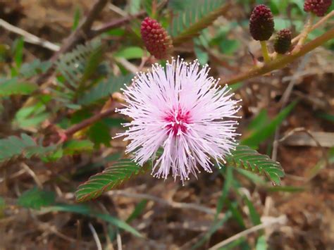 BULK Sensitive Plant Seeds free Shipping Fresh & Organic - Etsy