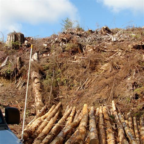 FORKS LUMBER MILL TOUR (2026) All You Need to Know BEFORE You Go (with ...