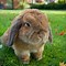 Image result for Baby Lop Eared Bunnies