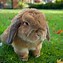 Image result for All 49 Different Types of Bunnies