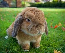 Image result for Different Types of Rabbits Breeds