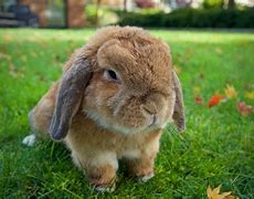 Image result for Mini Lop Rabbit Colours in New Zealand